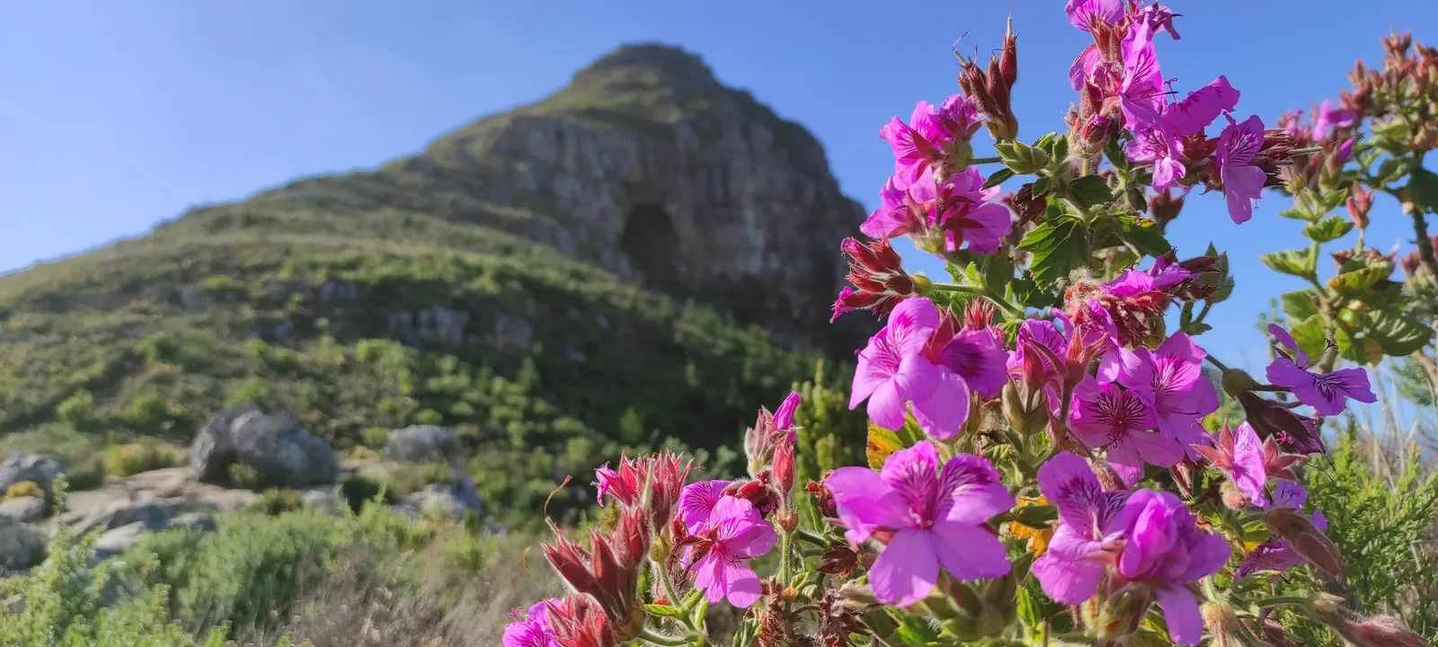 African Mallow, Cape Mallow (Anisodontea X Hypomandarum) — reminiscent of miniature hibiscus