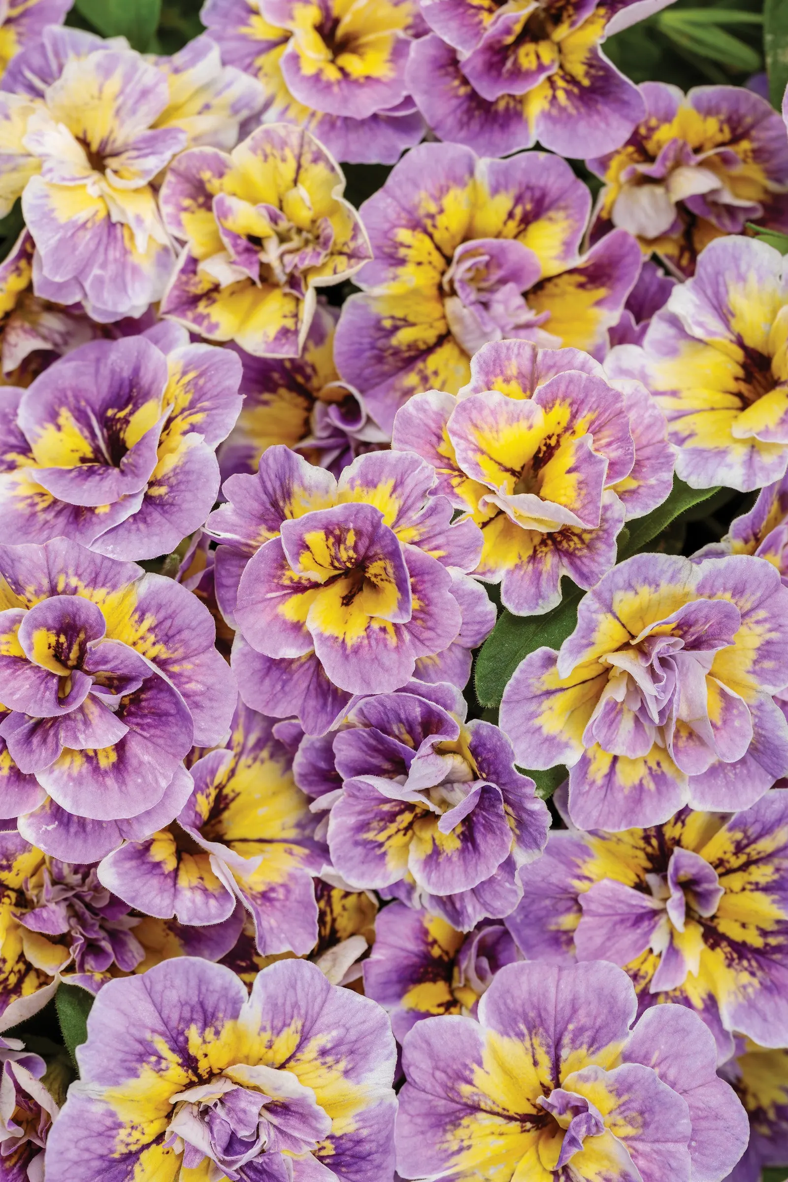 Double Mardi Gras Double calibrachoa — double-flowered calibrachoa blooms prolifically in lavender purple with fun splashes of yellow and white