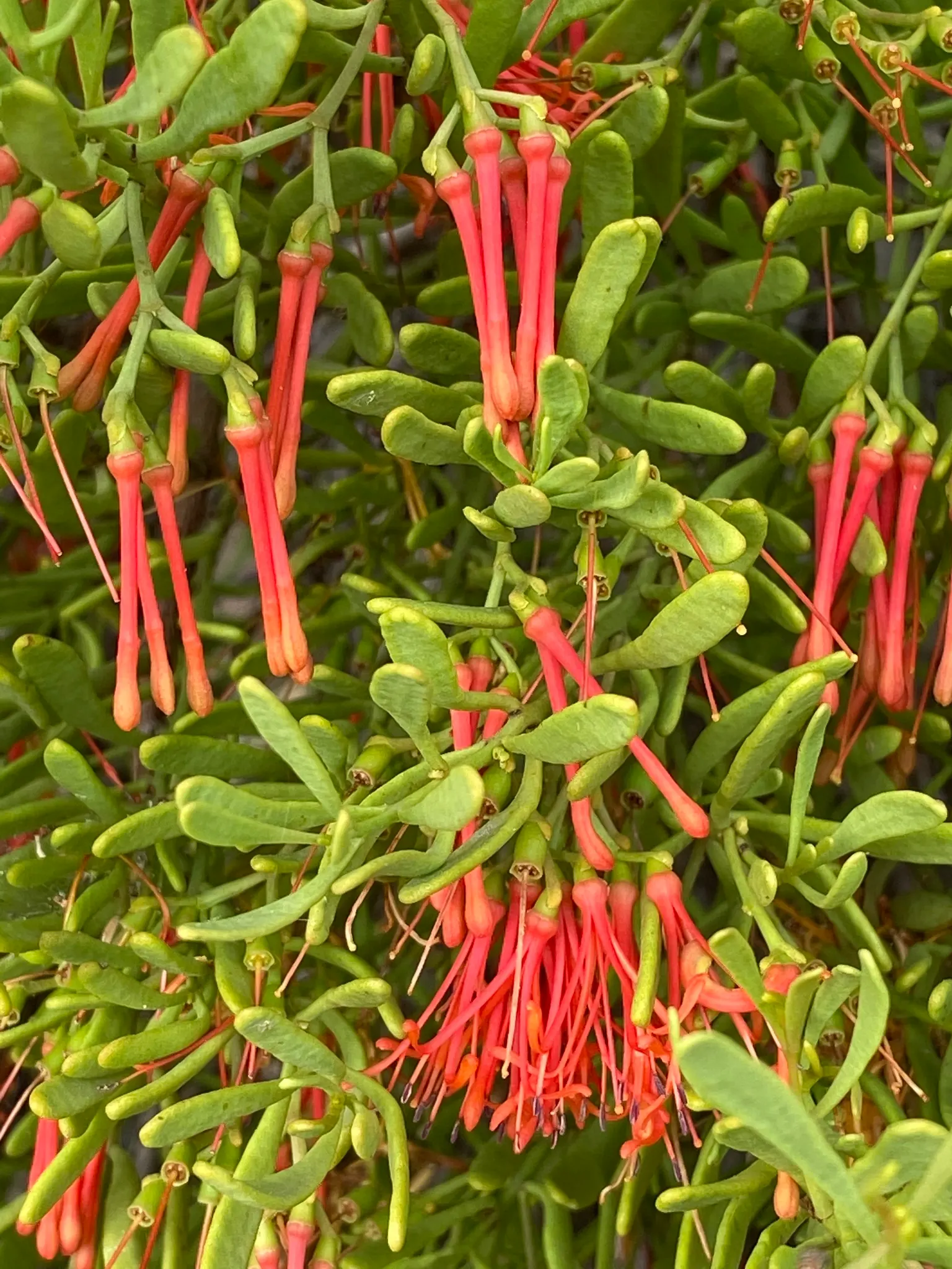 Australian Tea Tree (Leptospermum Laevigatum) — white to light pink flowers blossom in spring; is a versatile and resilient plant well-suited for coastal and