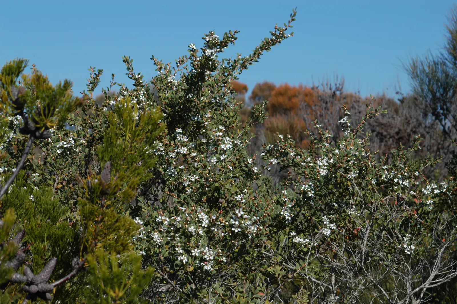 Australian Tea Tree (Leptospermum Laevigatum) — Pristine white flowers blossom in spring, attracting pollinators, image 59