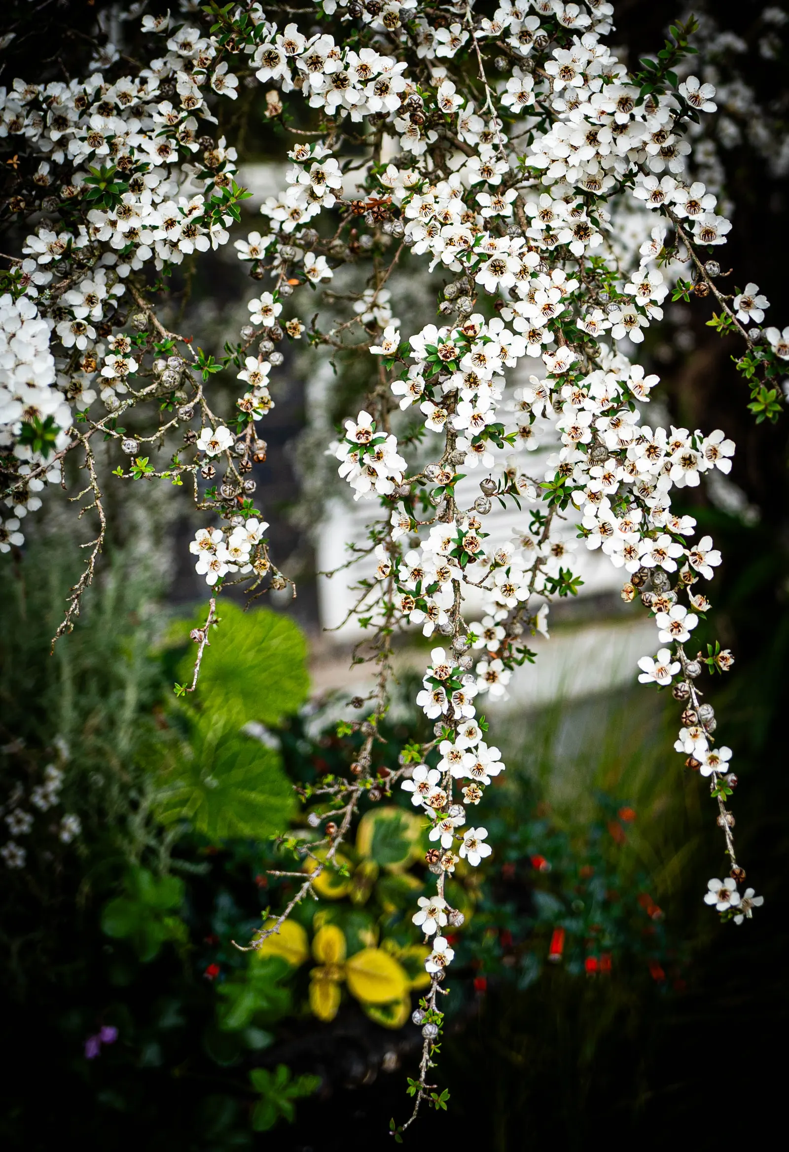 Australian Tea Tree (Leptospermum Laevigatum) — When integrating into garden designs