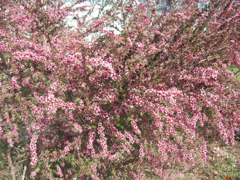 Australian Tea Tree (Leptospermum Laevigatum) — making it an ideal choice for coastal landscapes