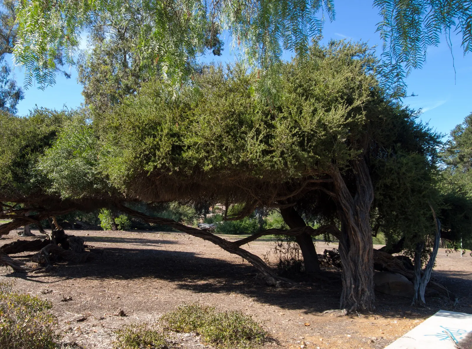 Australian Tea Tree (Leptospermum Laevigatum) — aromatic fragrance when crushed