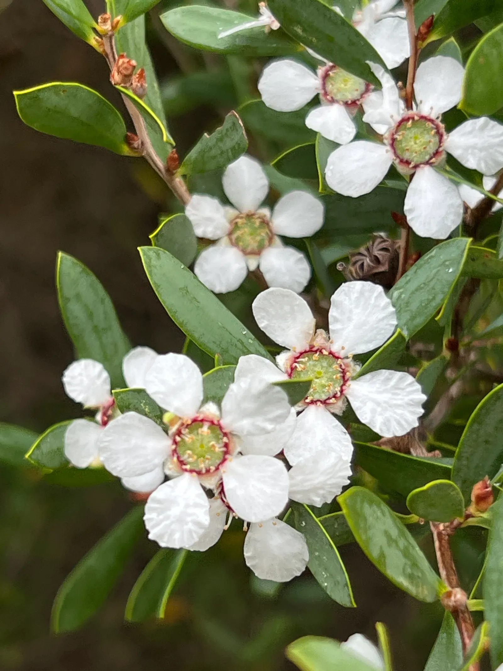 Australian Tea Tree (Leptospermum Laevigatum) — Its gnarled trunk and dense, small, gray-green foliage are hallmarks; such as salt spray and strong, image 57