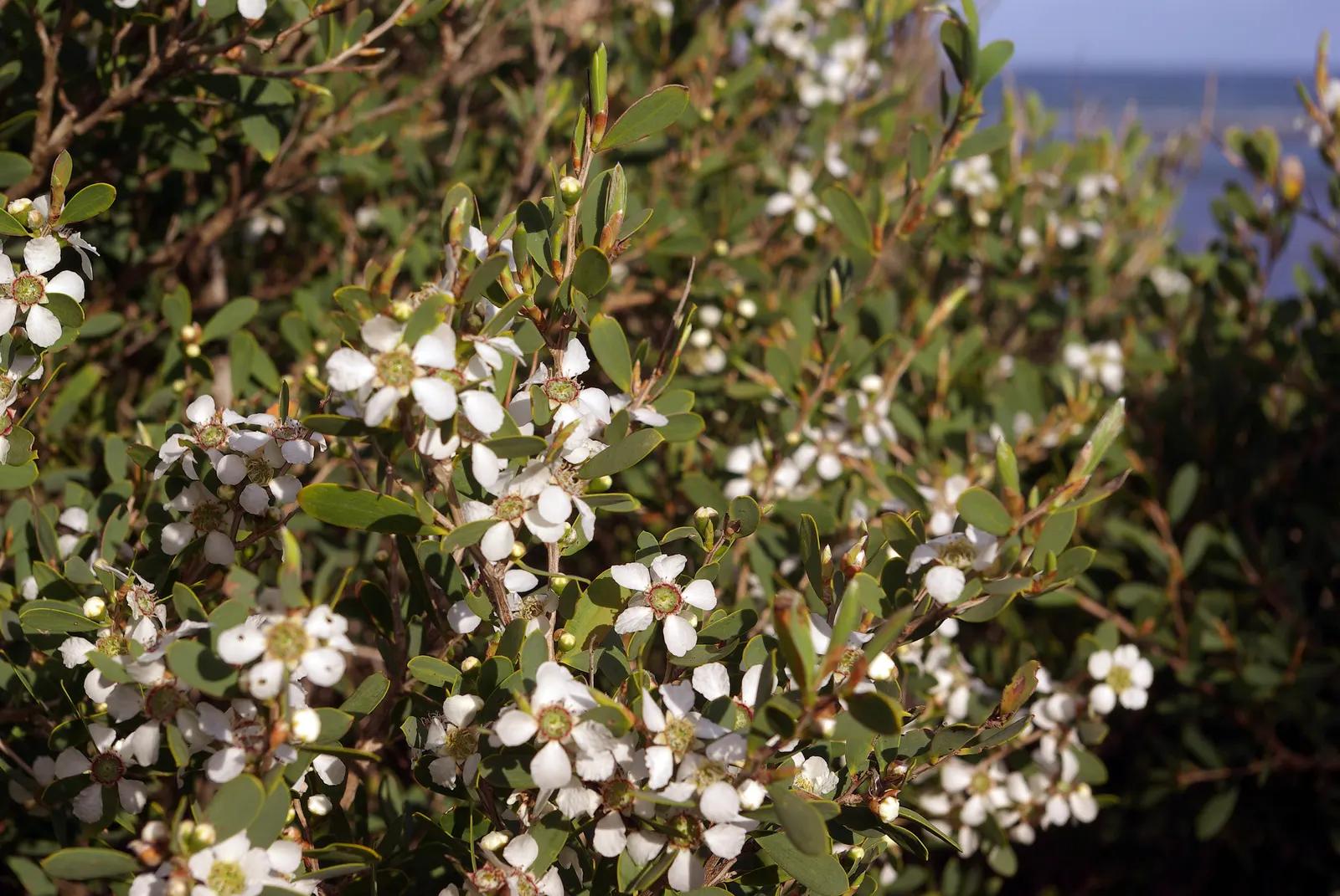 Australian Tea Tree (Leptospermum Laevigatum) — or windbreak to take full advantage of its characteristics
