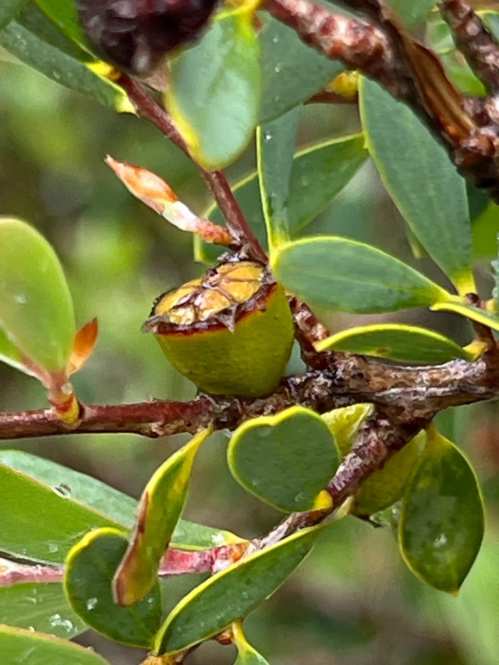 Australian Tea Tree (Leptospermum Laevigatum) — It serves as an excellent hedge or windbreak in coastal conditions