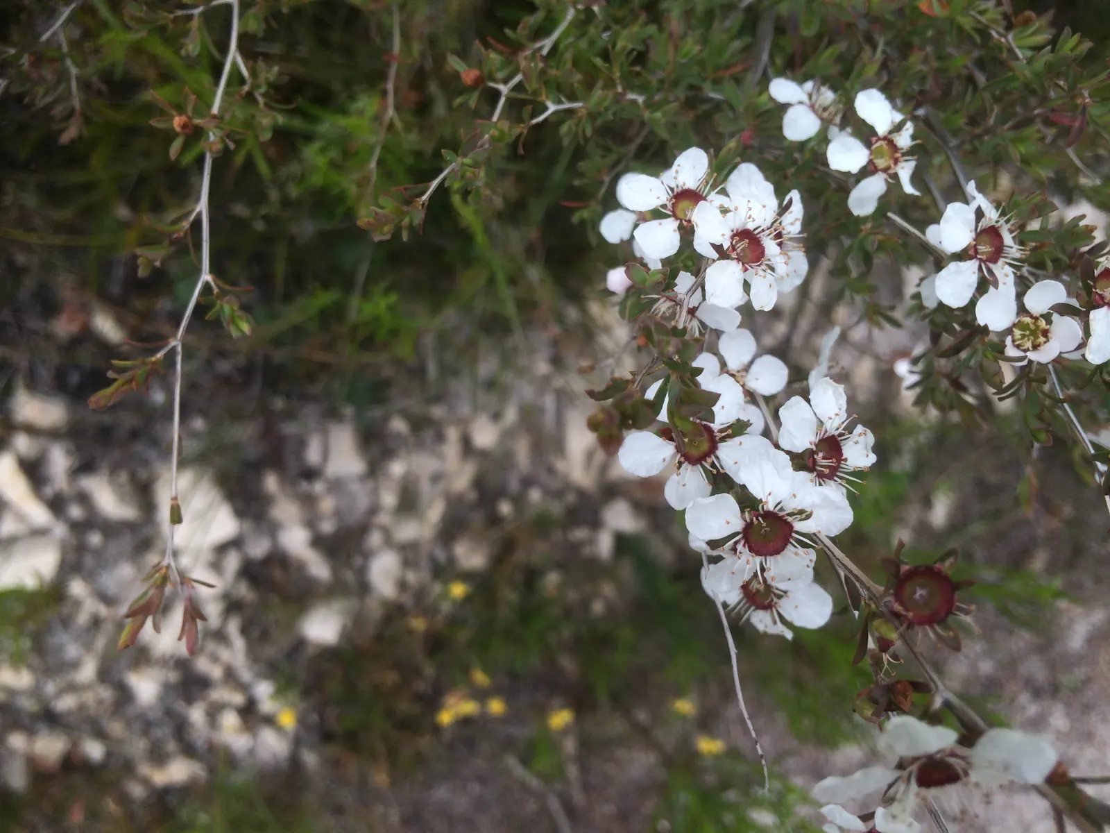 Australian Tea Tree (Leptospermum Laevigatum) — Its gnarled trunk and dense, small, gray-green foliage are hallmarks; such as salt spray and strong winds