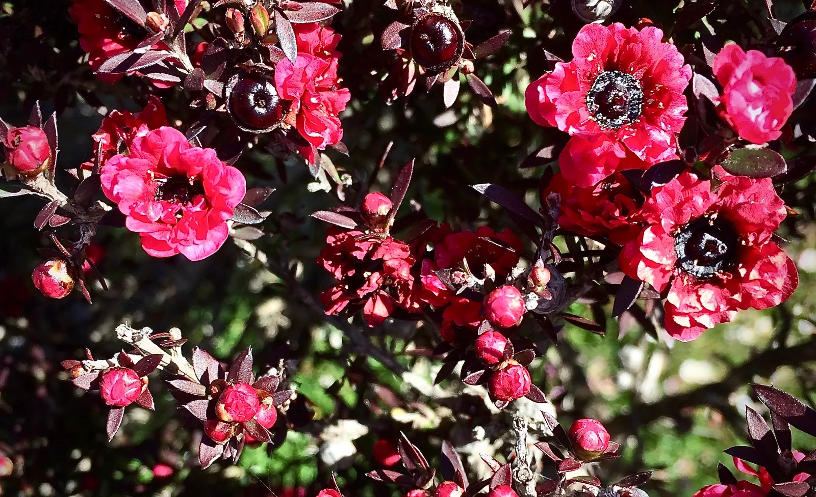 Australian Tea Tree (Leptospermum Laevigatum) — is an evergreen shrub reaching 10-20 ft tall and 15-30 ft wide; leathery foliage emits a delightful, image 56