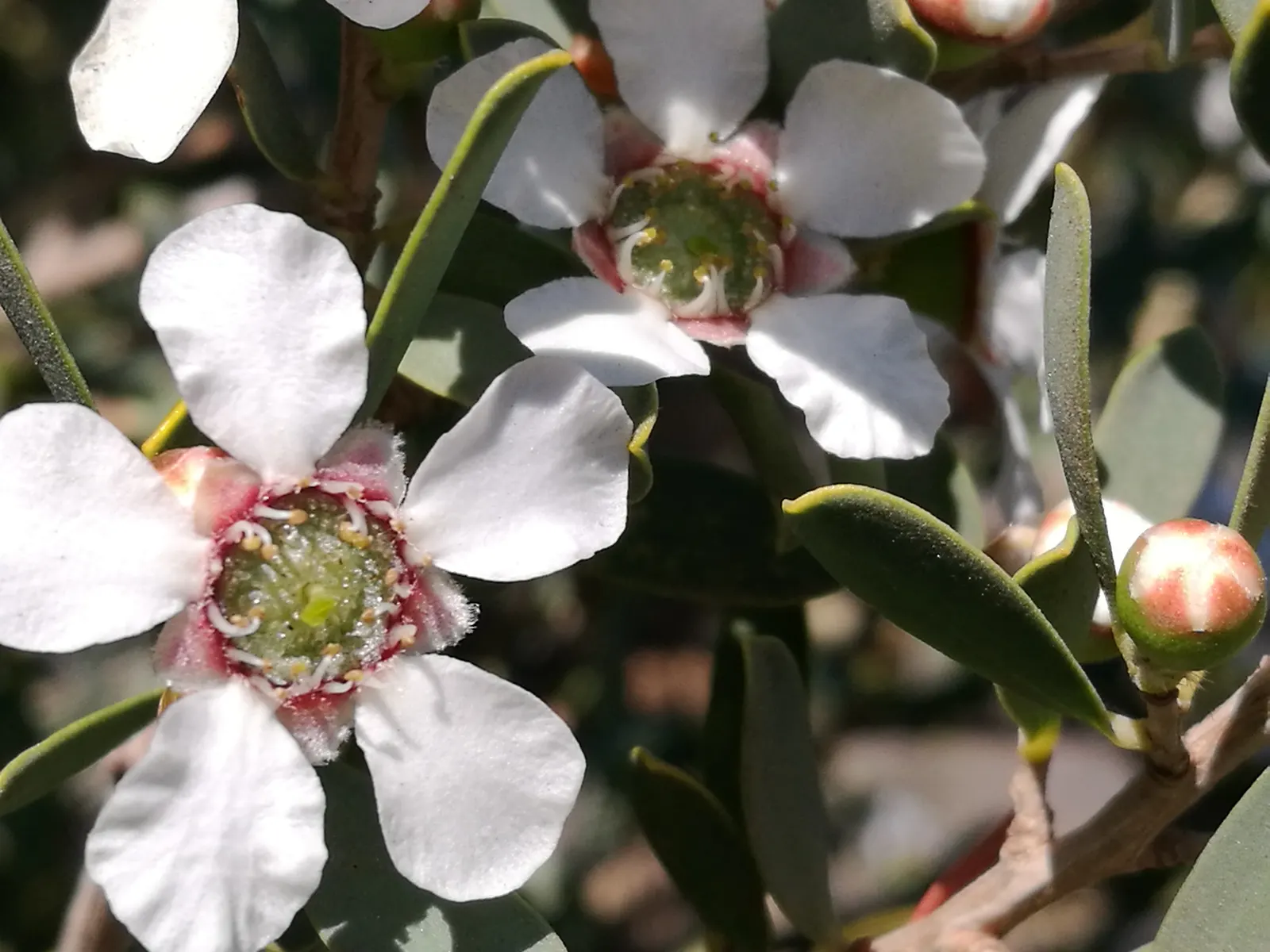 Australian Tea Tree (Leptospermum Laevigatum) — is an evergreen shrub reaching 10-20 ft tall and 15-30 ft wide