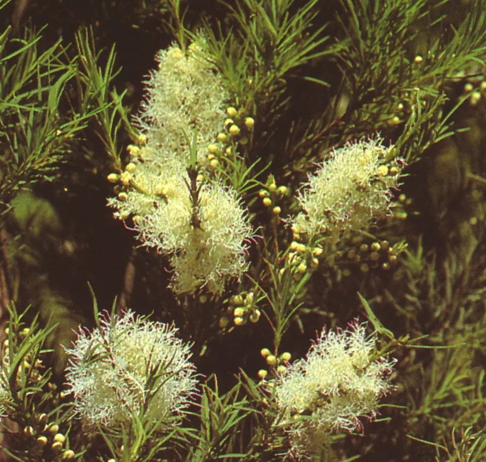 Australian Tea Tree (Leptospermum Laevigatum) — When integrating into garden designs; this evergreen shrub or small tree is renowned for its endurance and