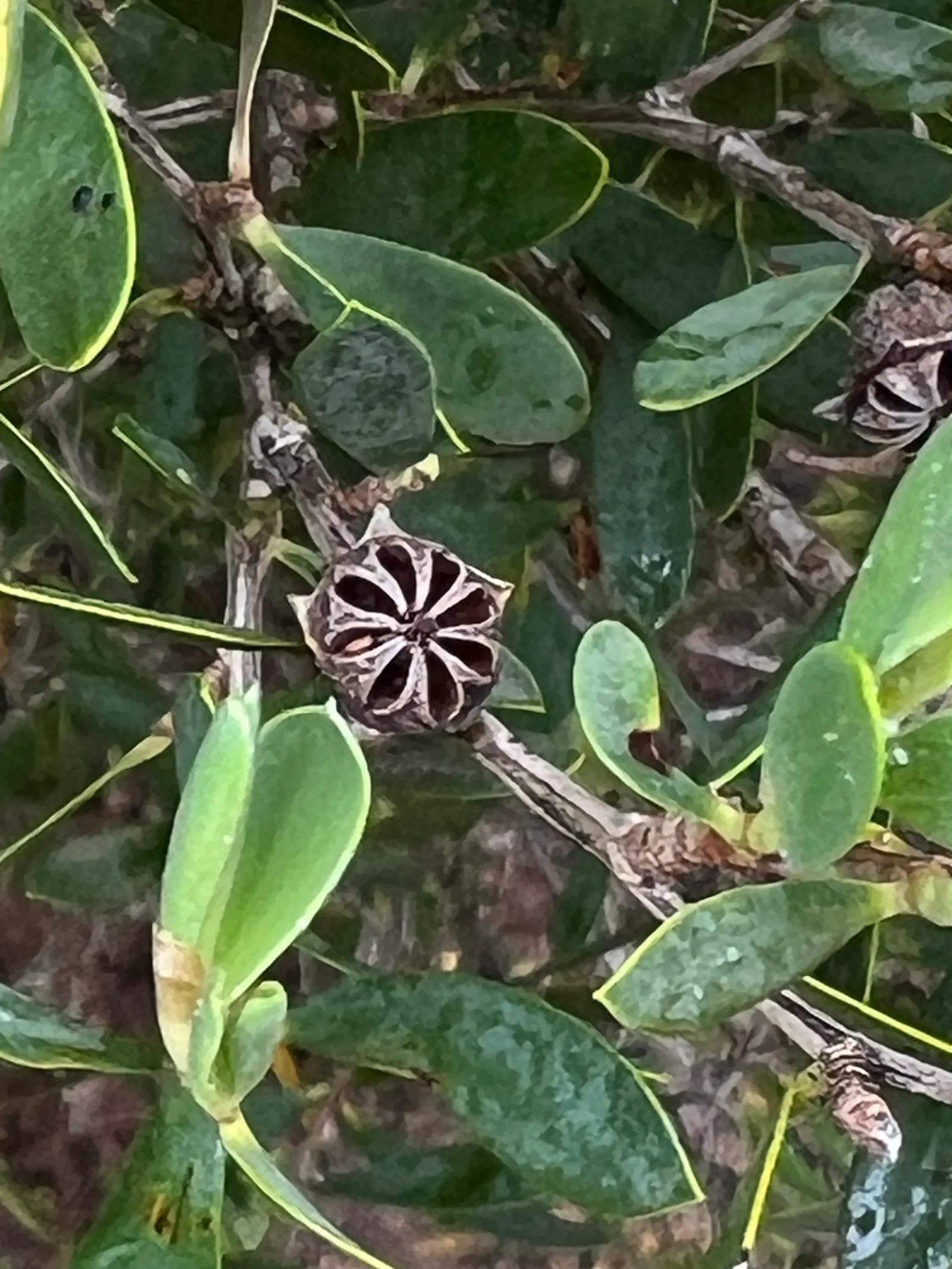 Australian Tea Tree (Leptospermum Laevigatum) — this evergreen shrub or small tree is renowned for its endurance and aesthetic appeal; it serves as, image 63
