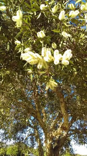 Australian Tea Tree (Leptospermum Laevigatum) — white to light pink flowers blossom in spring