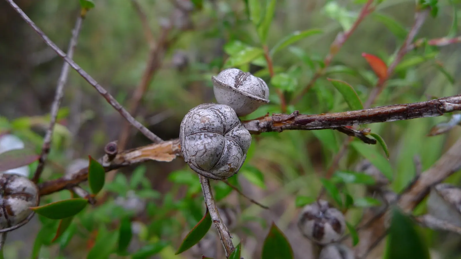 Australian Tea Tree (Leptospermum Laevigatum) — or windbreak to take full advantage of its characteristics, image 50