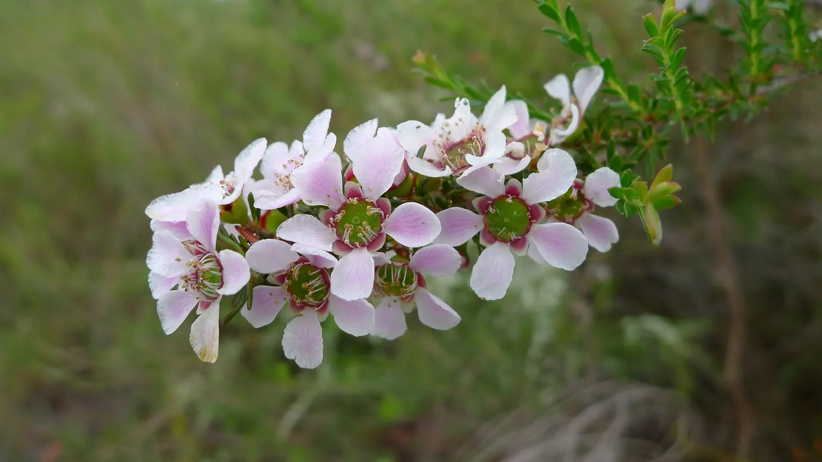 Australian Tea Tree (Leptospermum Laevigatum) — Pristine white flowers blossom in spring, attracting pollinators, image 32