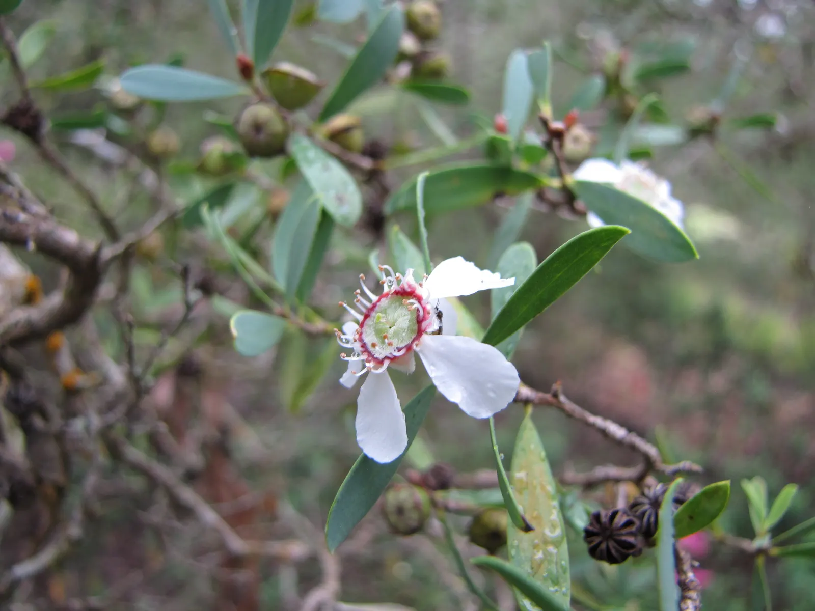 Australian Tea Tree (Leptospermum Laevigatum) — Originating from Australia; shrub / tree with white blooms, image 62