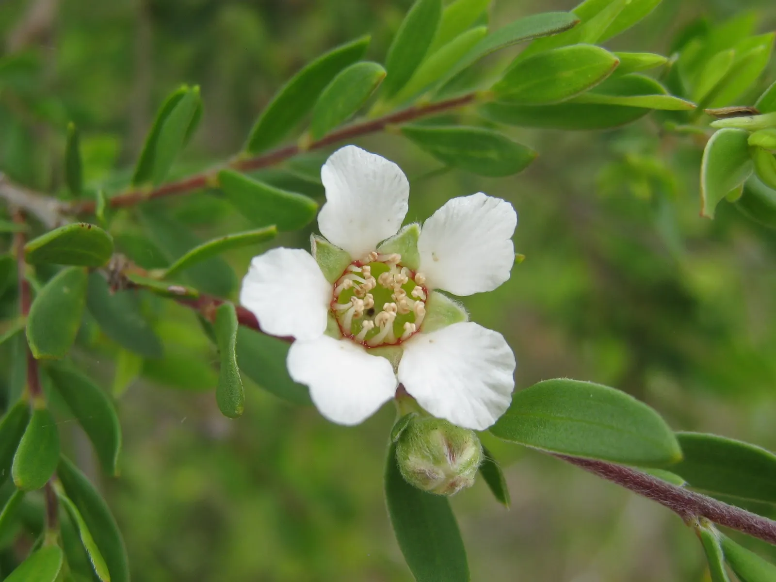 Australian Tea Tree (Leptospermum Laevigatum) — consider using it as a specimen plant; it tolerates a range of soil types, including sandy and poor soils