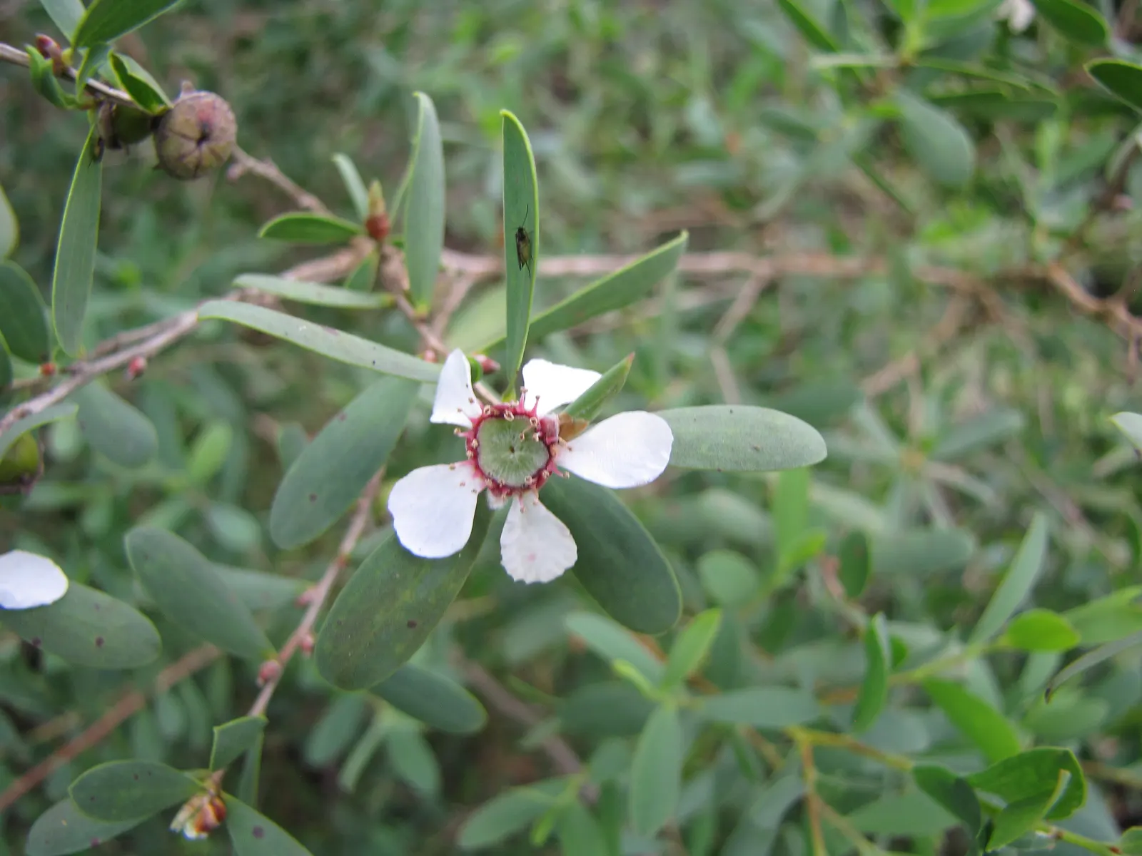 Australian Tea Tree (Leptospermum Laevigatum) — white flowers in the garden; mature specimens typically reach heights of 10 to 30 feet with a spread of 6 to 10
