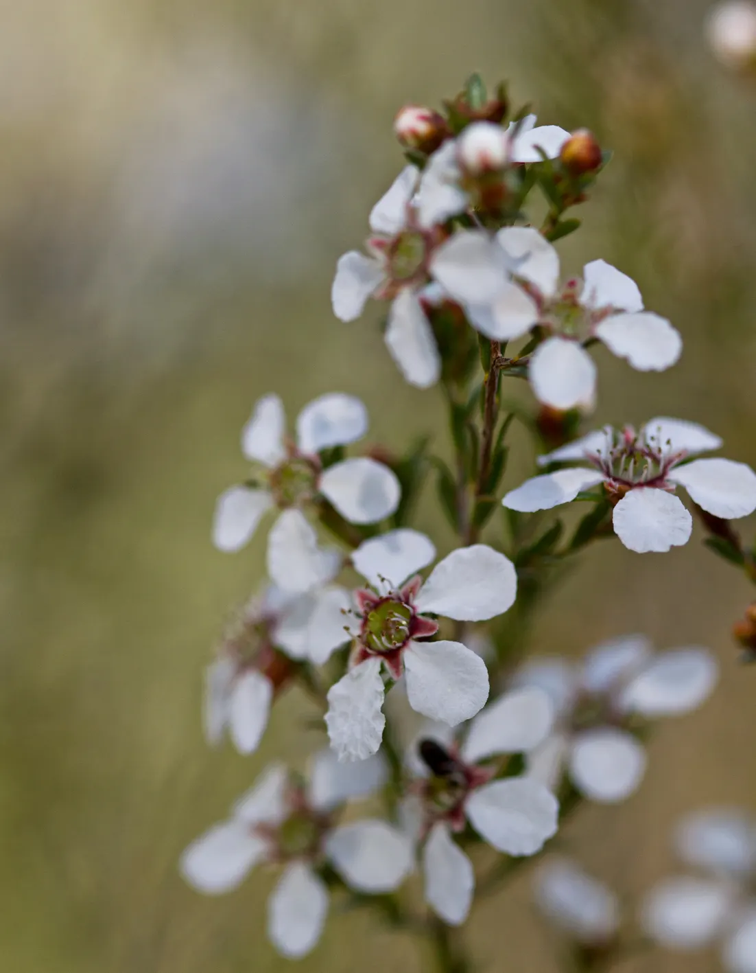 Australian Tea Tree (Leptospermum Laevigatum) — shrub / tree with white blooms