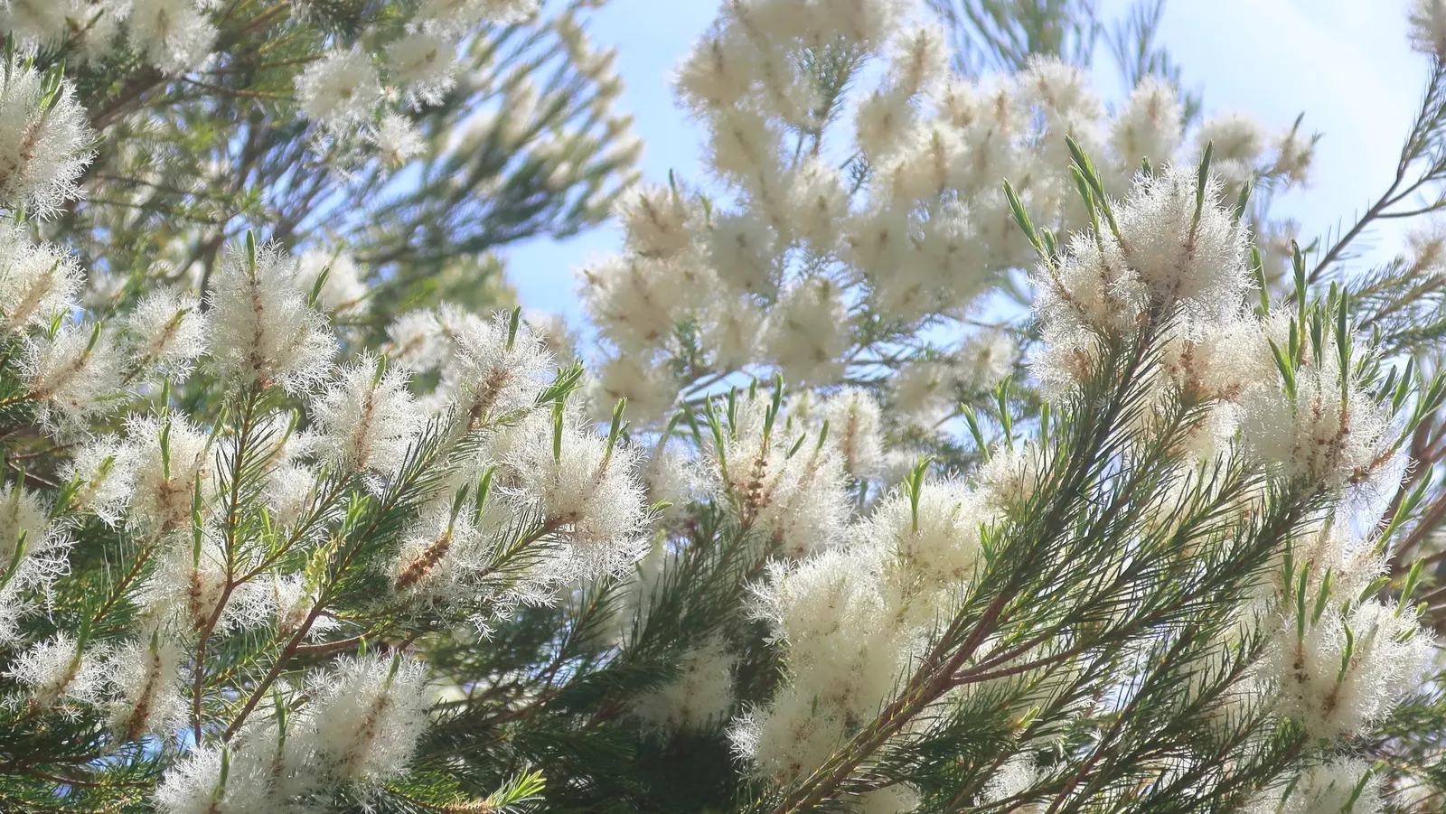 Australian Tea Tree (Leptospermum Laevigatum) — shrub / tree with white blooms; the Australian Tea Tree is highly drought-tolerant