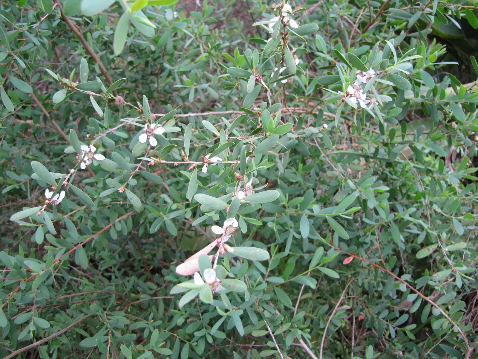 Australian Tea Tree (Leptospermum Laevigatum) — commonly called Australian Tea Tree; this hardy plant thrives in USDA zones 9-11, enjoys full sun, image 55
