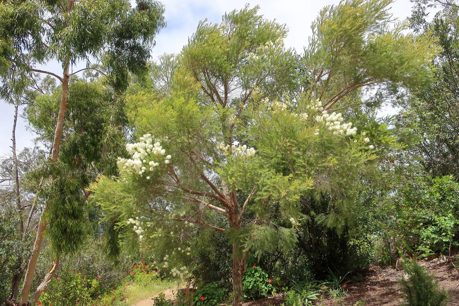 Australian Tea Tree (Leptospermum Laevigatum) — aromatic fragrance when crushed; shrub / tree for full