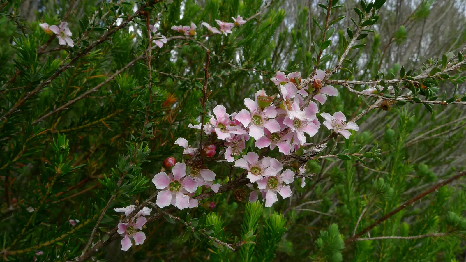 Australian Tea Tree (Leptospermum Laevigatum) — Mature specimens typically reach heights of 10 to 30 feet with a spread of 6 to 10 feet