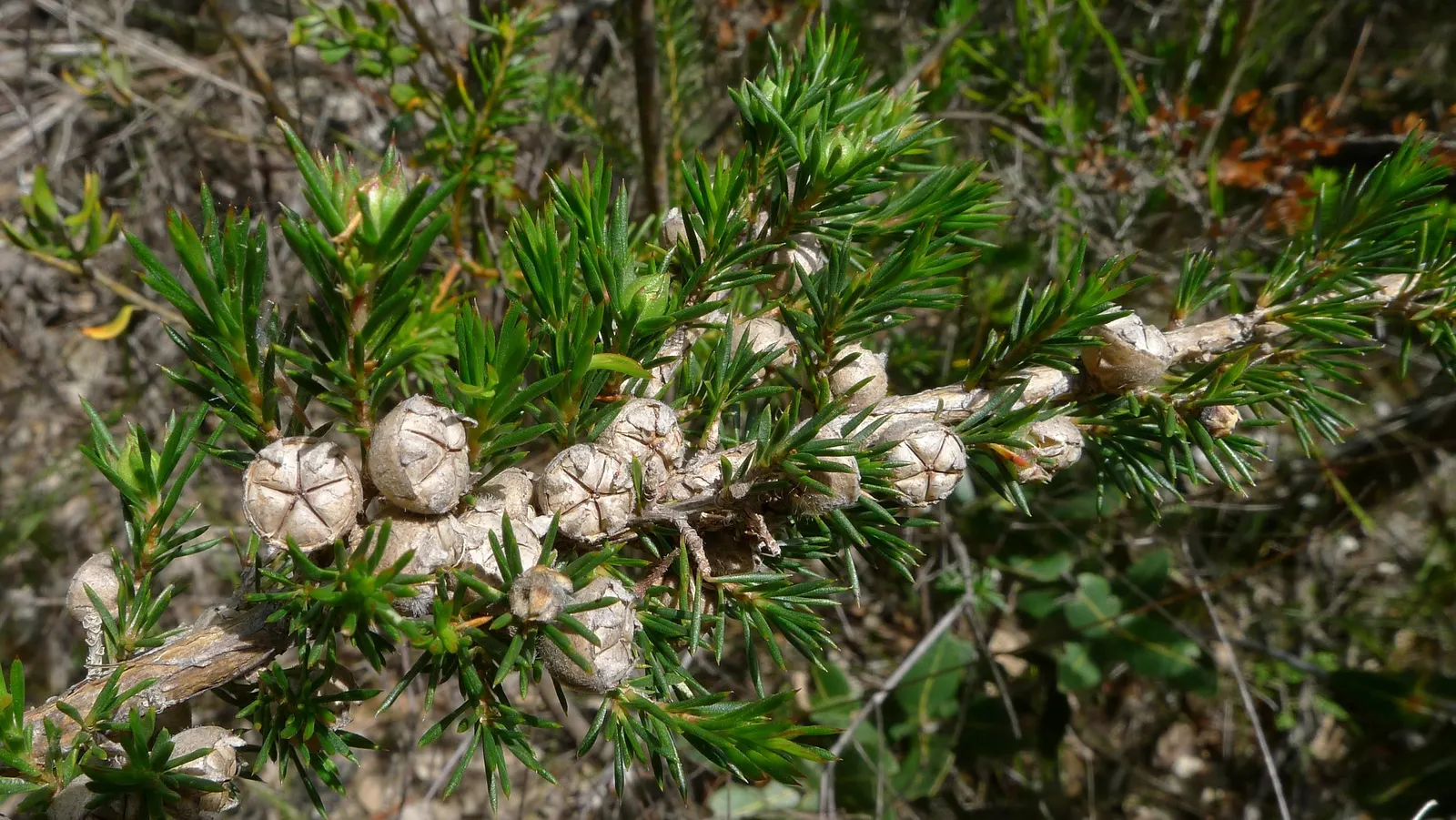 Australian Tea Tree (Leptospermum Laevigatum) — creating a charming contrast against the foliage