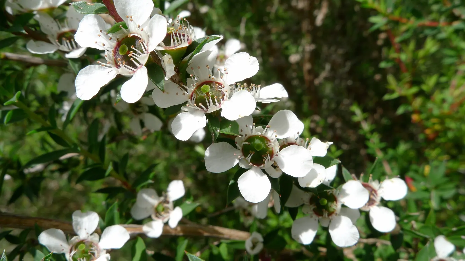 Australian Tea Tree (Leptospermum Laevigatum) — Its gnarled trunk and dense, small, gray-green foliage are hallmarks