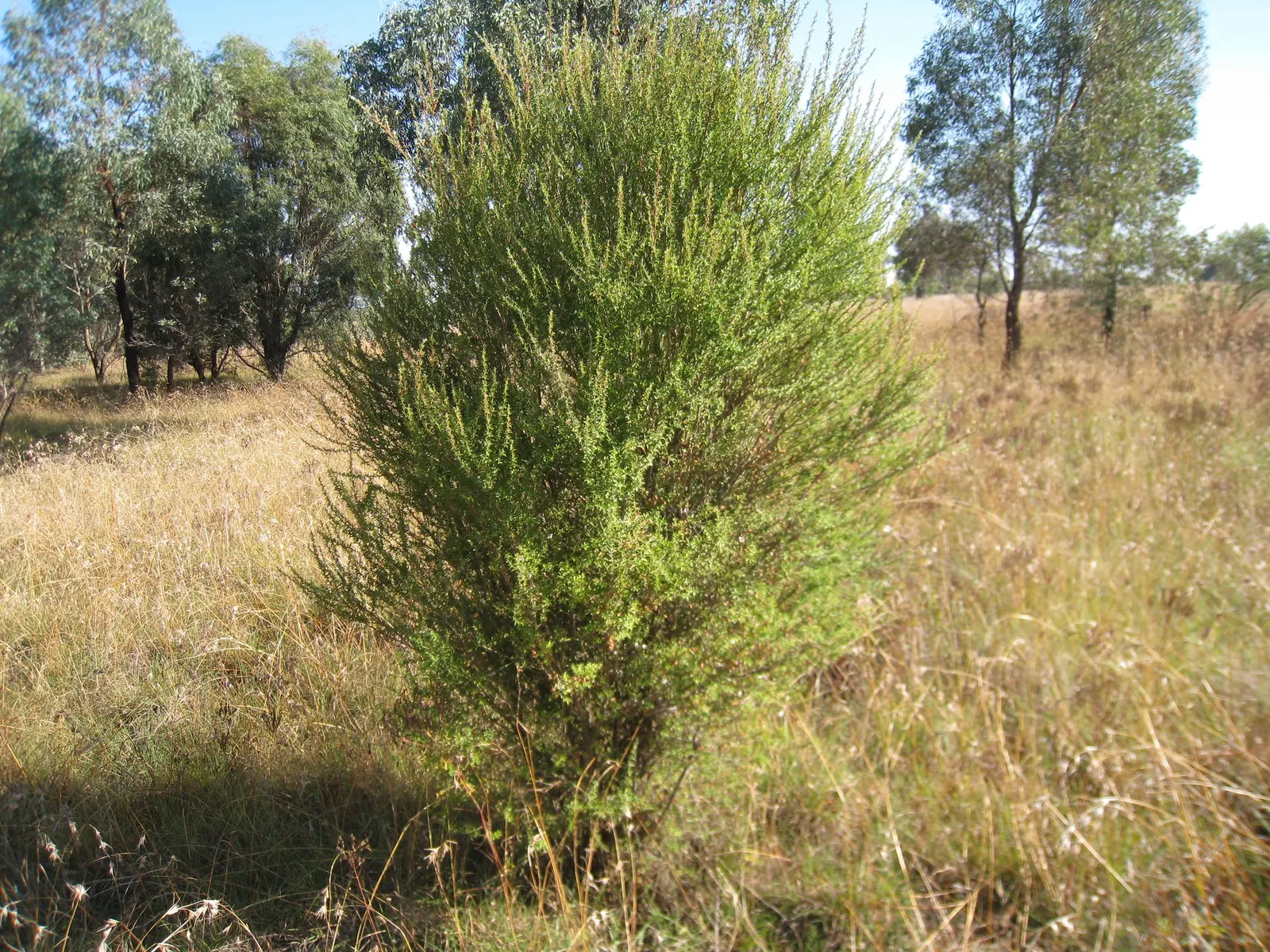 Australian Tea Tree (Leptospermum Laevigatum) — white flowers in the garden