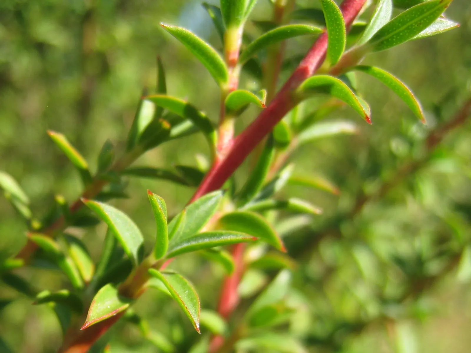 Australian Tea Tree (Leptospermum Laevigatum) — creating a charming contrast against the foliage, image 41