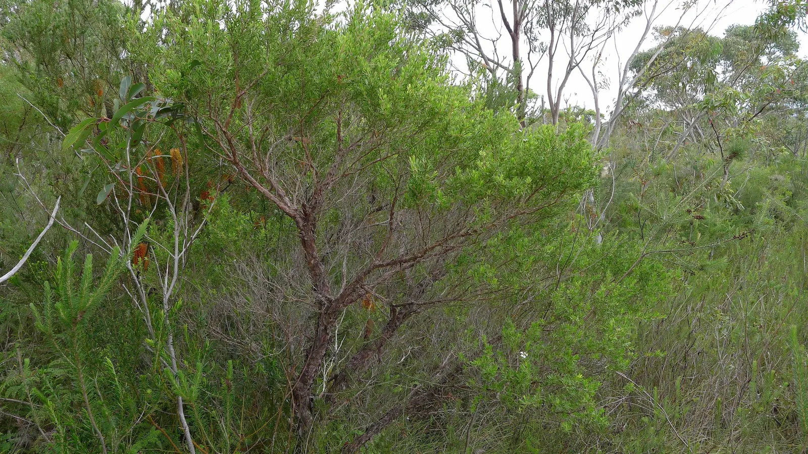 Australian Tea Tree (Leptospermum Laevigatum) — is a versatile and resilient plant well-suited for coastal and drought-prone landscapes; making it, image 61