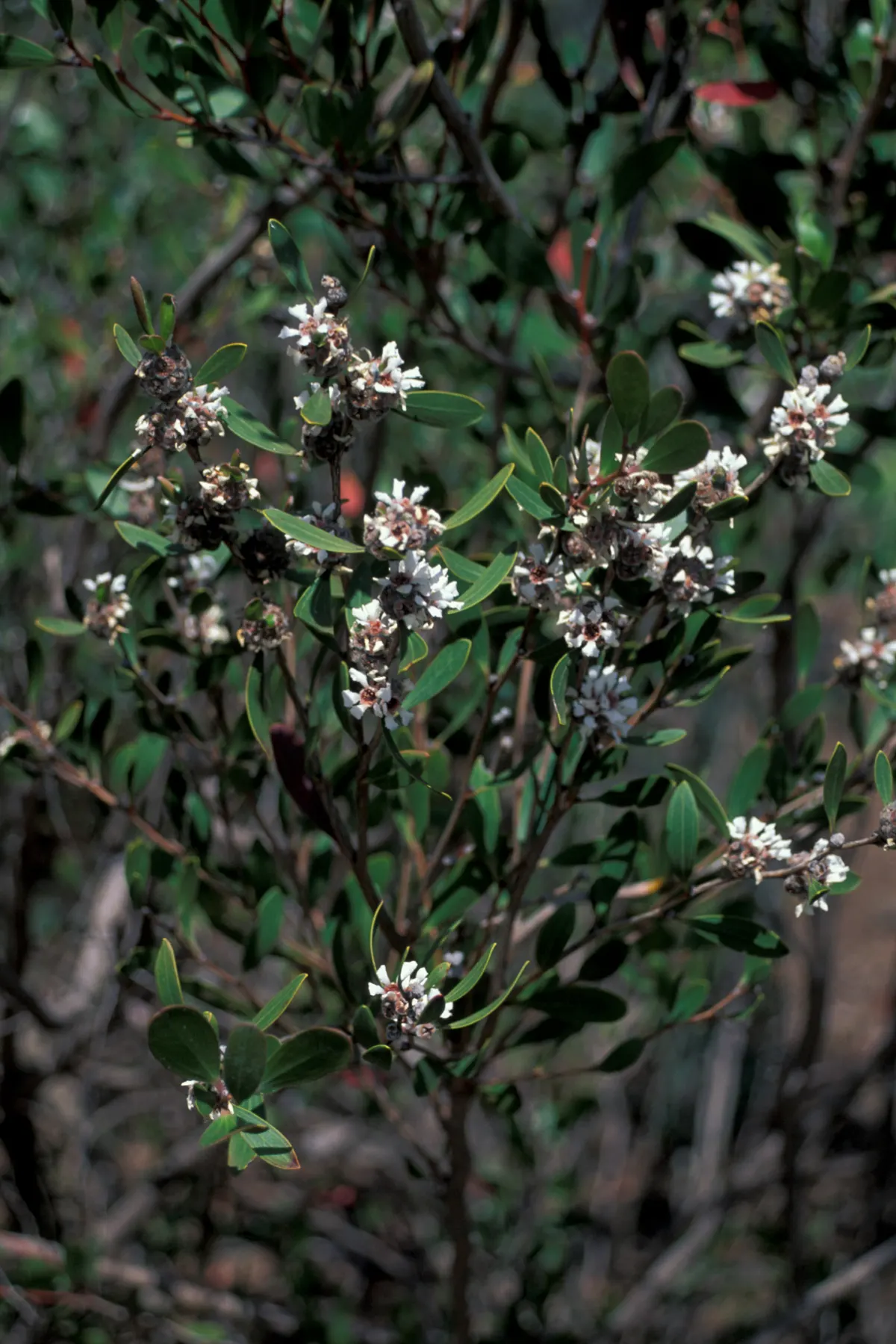 Australian Tea Tree (Leptospermum Laevigatum) — leathery foliage emits a delightful; furthermore, its resistance to pests and diseases contributes, image 65