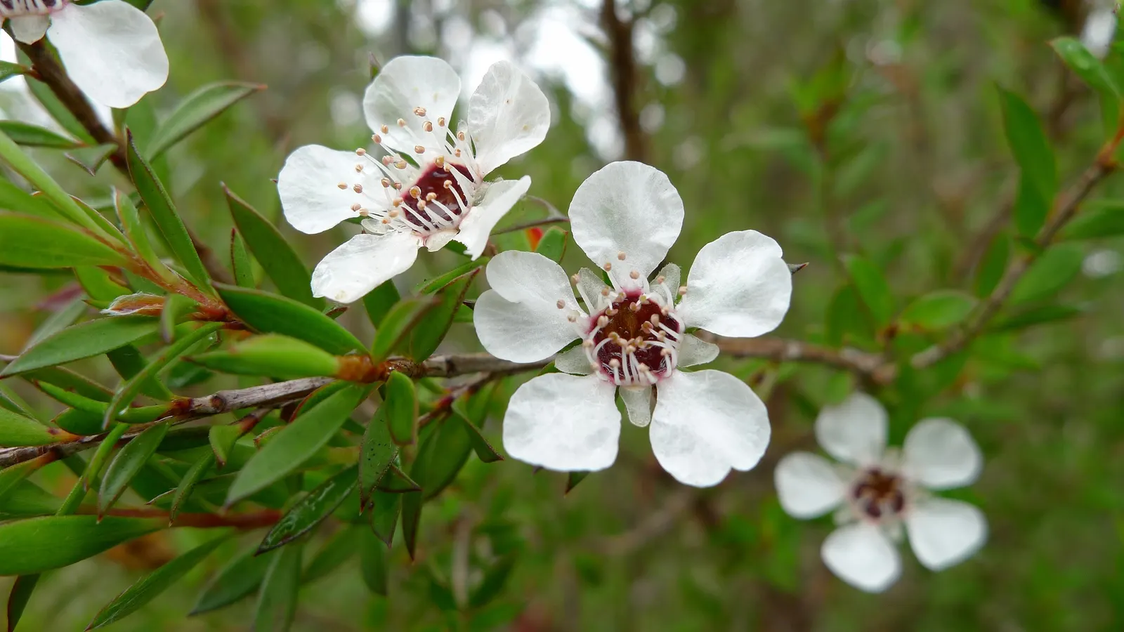 Australian Tea Tree (Leptospermum Laevigatum) — Furthermore, its resistance to pests and diseases contributes to its robustness; is an evergreen shrub reaching