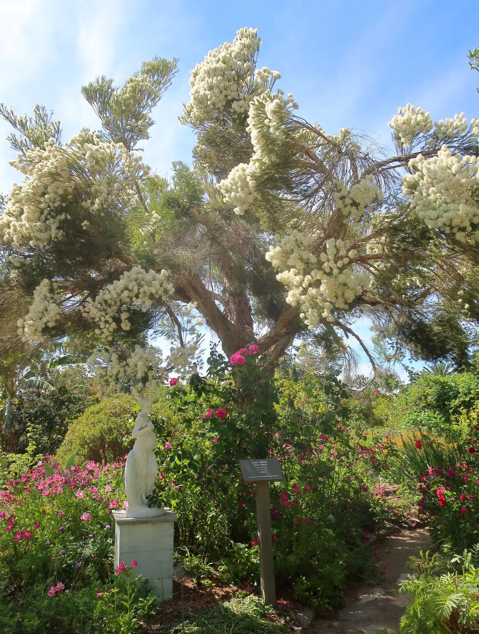 Australian Tea Tree (Leptospermum Laevigatum) — It serves as an excellent hedge or windbreak in coastal conditions; aromatic fragrance when crushed