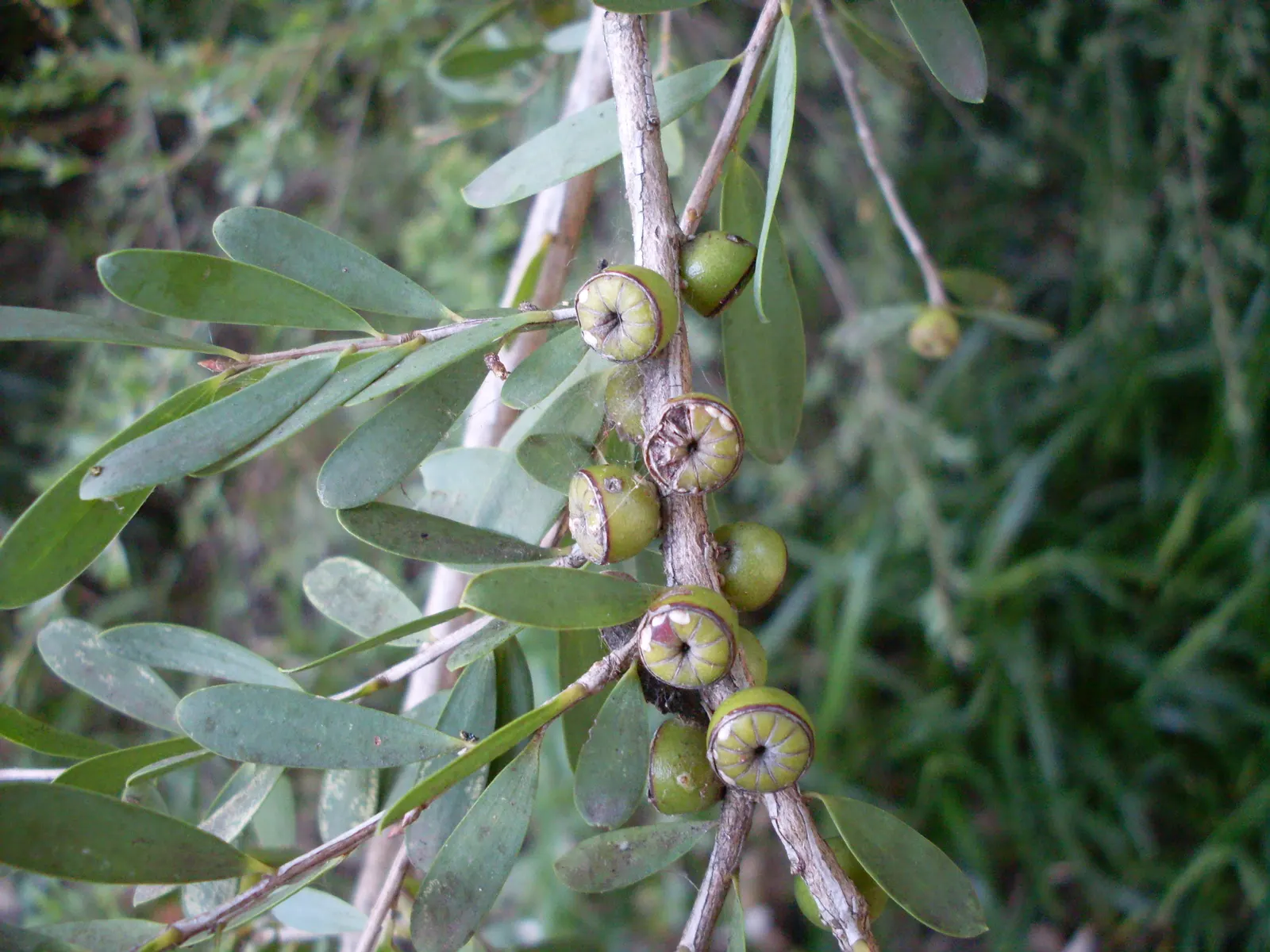 Australian Tea Tree (Leptospermum Laevigatum) — is a versatile and resilient plant well-suited for coastal and drought-prone landscapes