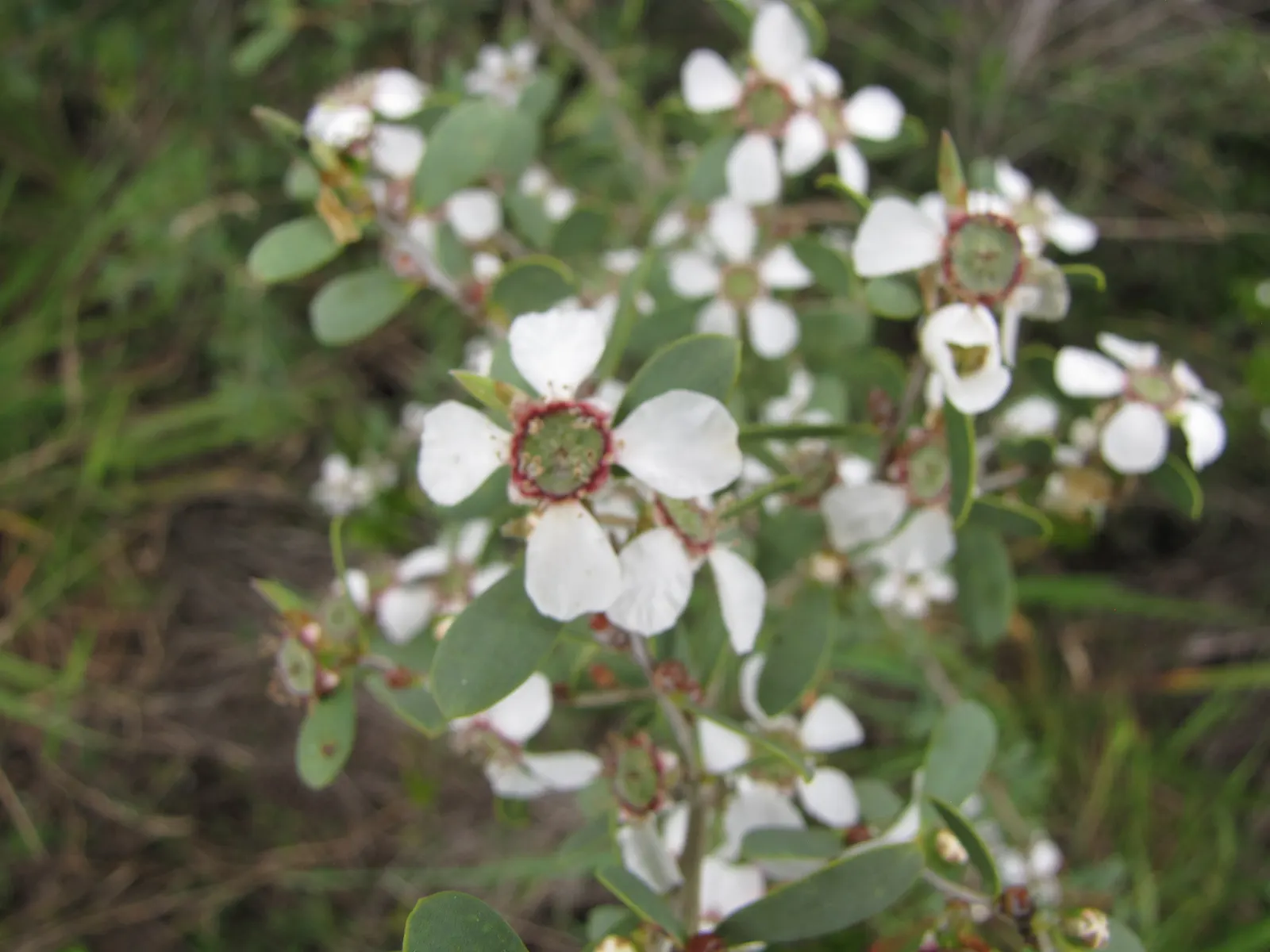 Australian Tea Tree (Leptospermum Laevigatum) — the Australian Tea Tree is highly drought-tolerant; originating from Australia