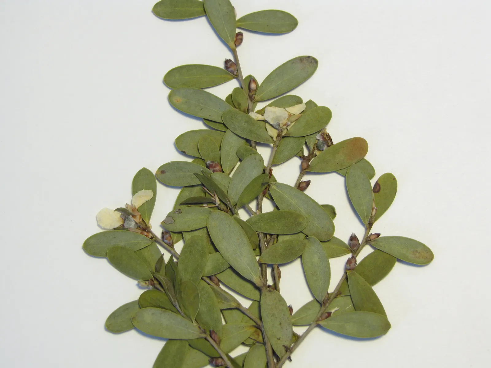 Australian Tea Tree (Leptospermum Laevigatum) — It tolerates a range of soil types, including sandy and poor soils, reflecting its adaptability