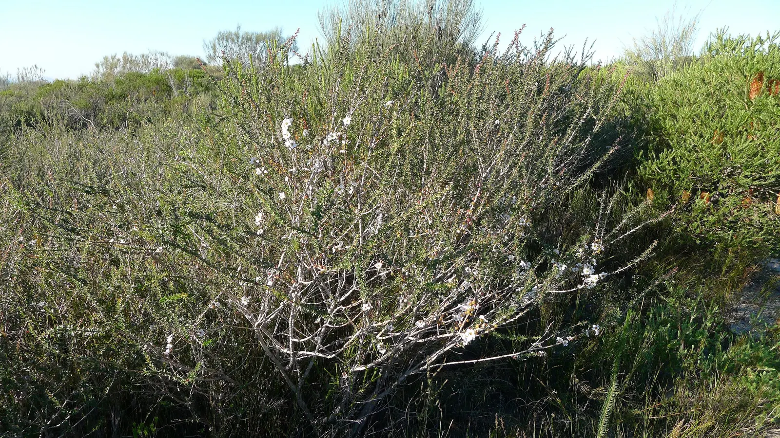Australian Tea Tree (Leptospermum Laevigatum) — is an evergreen shrub reaching 10-20 ft tall and 15-30 ft wide; leathery foliage emits a delightful
