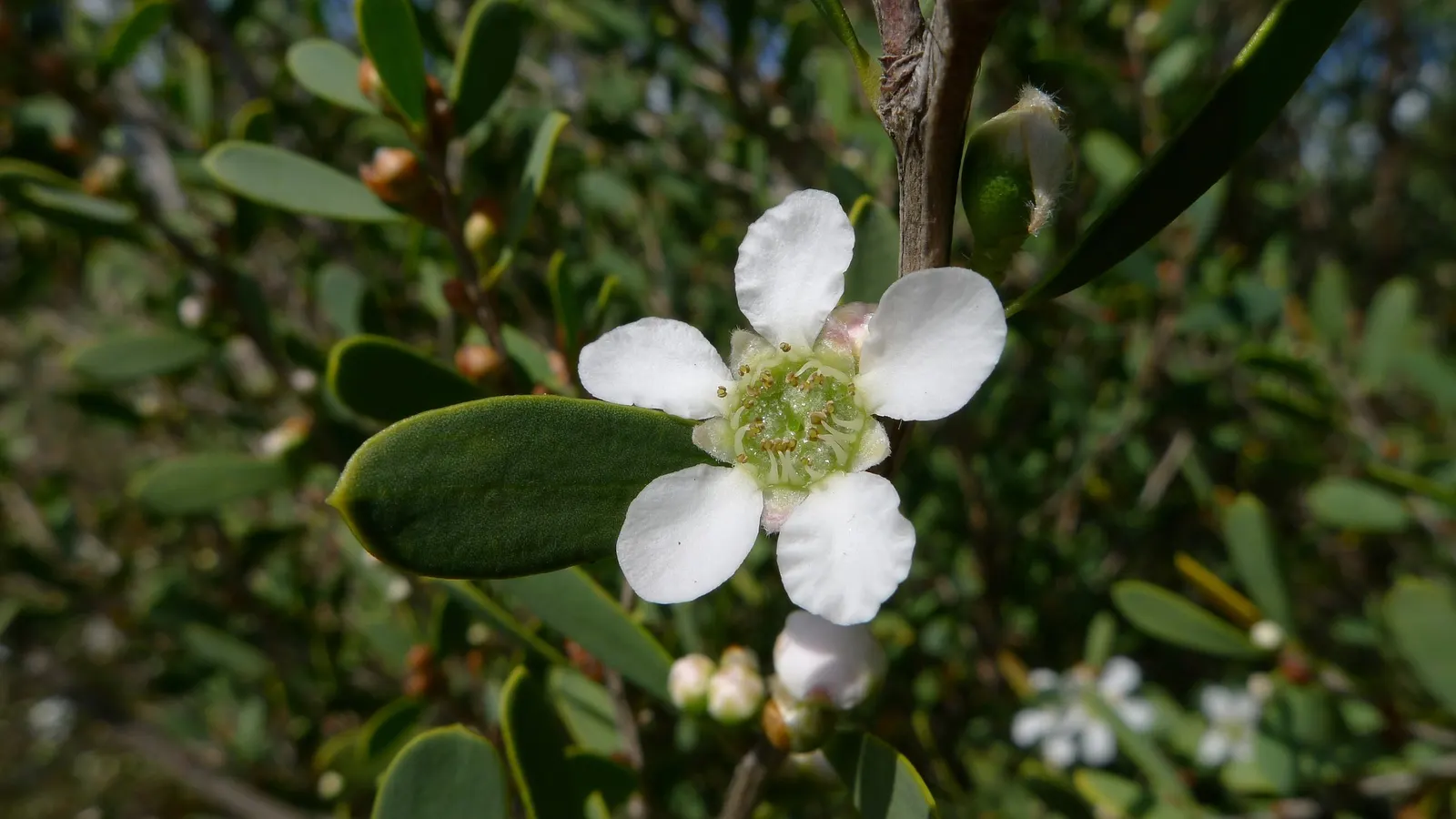 Australian Tea Tree (Leptospermum Laevigatum) — consider using it as a specimen plant