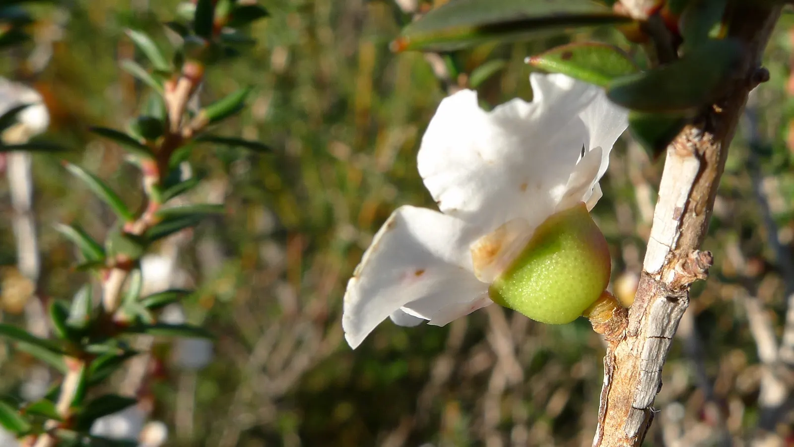 Australian Tea Tree (Leptospermum Laevigatum) — Pristine white flowers blossom in spring, attracting pollinators