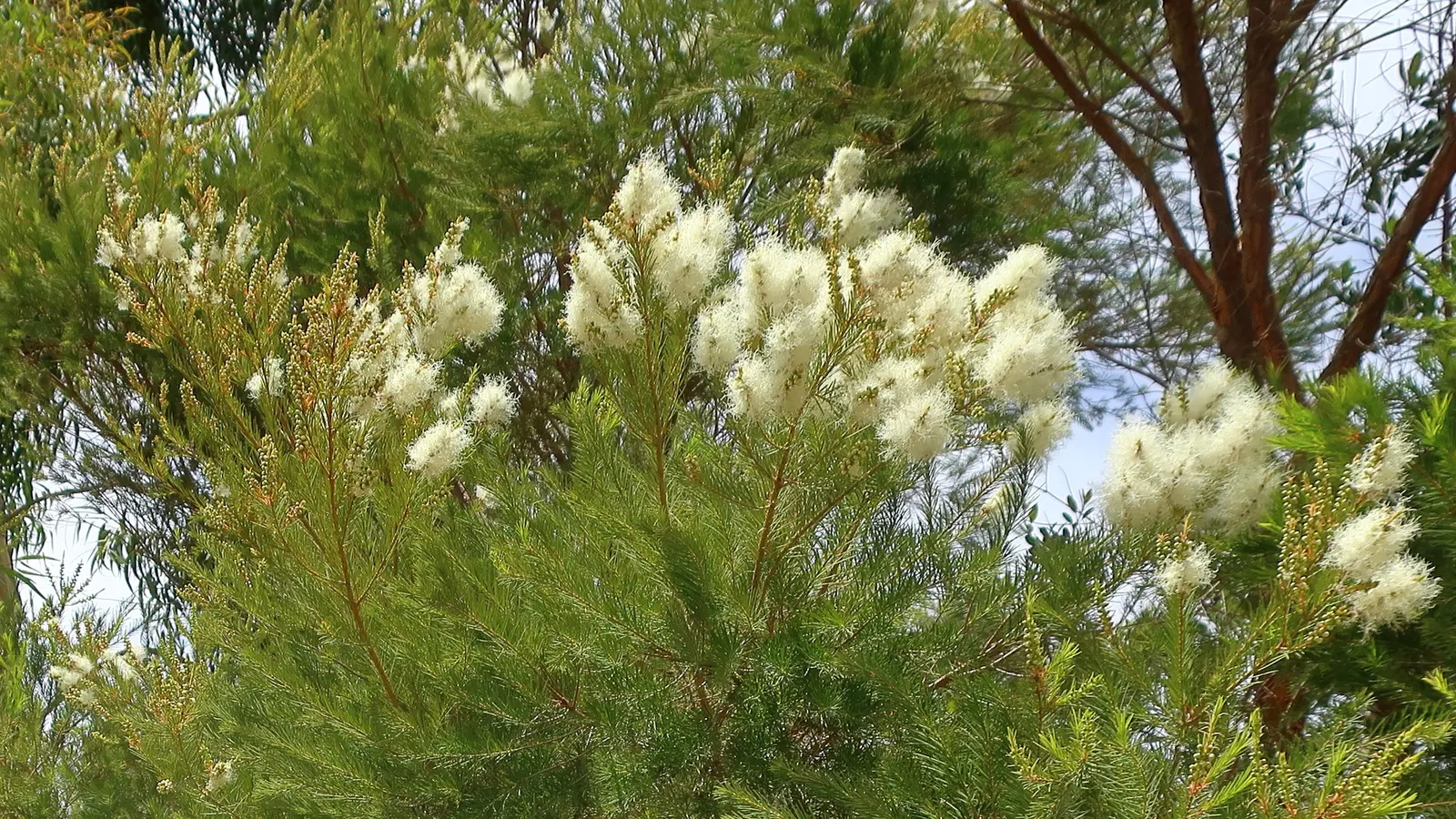 Australian Tea Tree (Leptospermum Laevigatum) — this evergreen shrub or small tree is renowned for its endurance and aesthetic appeal; it serves as an
