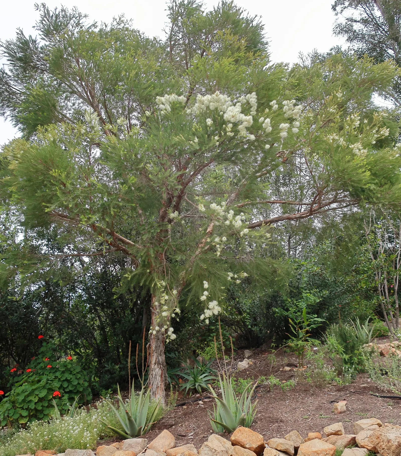 Australian Tea Tree (Leptospermum Laevigatum) — making it an ideal choice for coastal landscapes; consider using it as a specimen plant