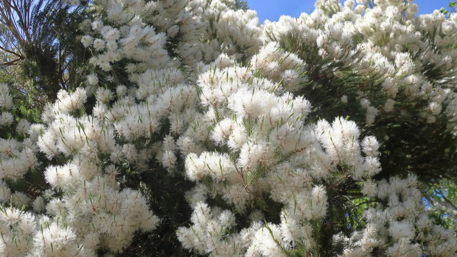 Australian Tea Tree (Leptospermum Laevigatum) — This hardy plant thrives in USDA zones 9-11, enjoys full sun, and tolerates drought, salt, and poor, image 58