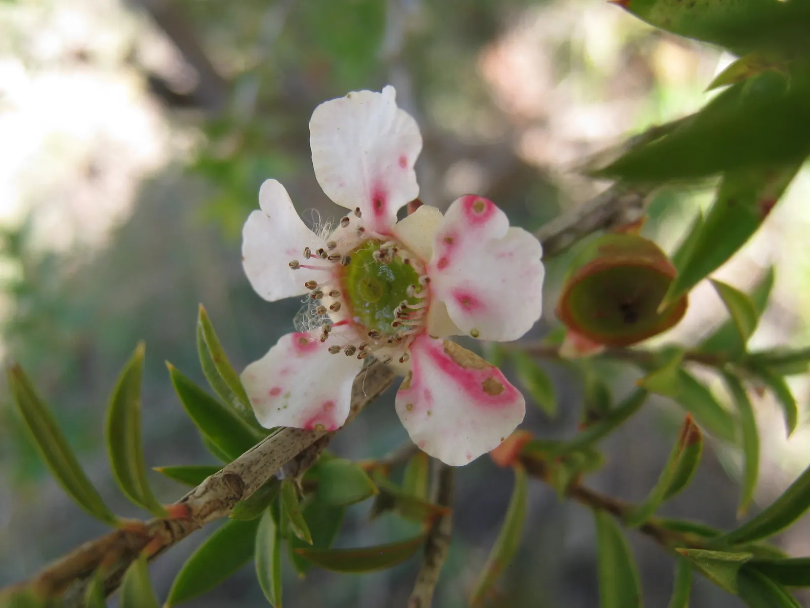 Australian Tea Tree (Leptospermum Laevigatum) — It tolerates a range of soil types, including sandy and poor soils, reflecting its adaptability; commonly