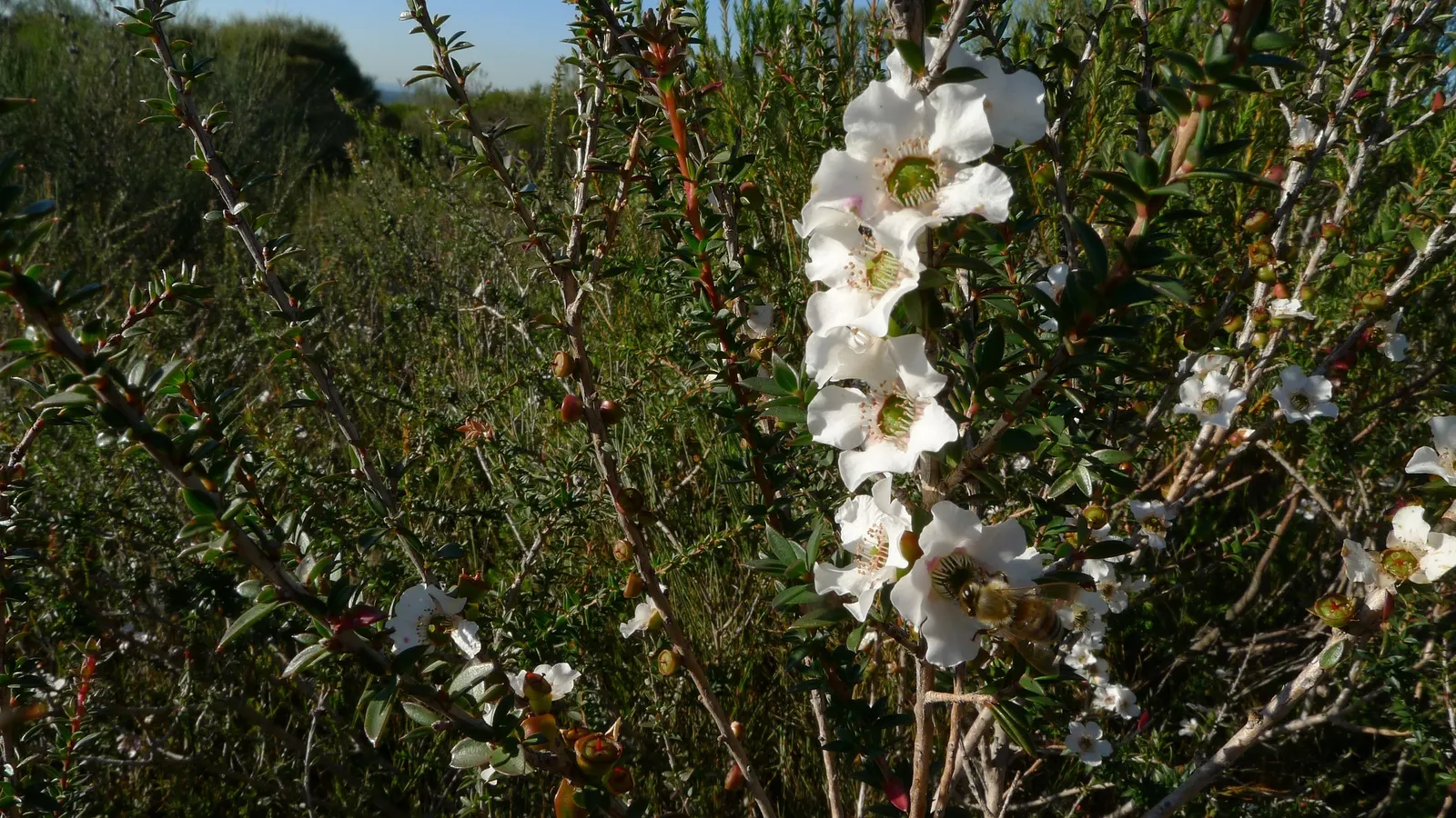 Australian Tea Tree (Leptospermum Laevigatum) — shrub / tree for full; regular pruning can help maintain the desired shape and size for various landscape