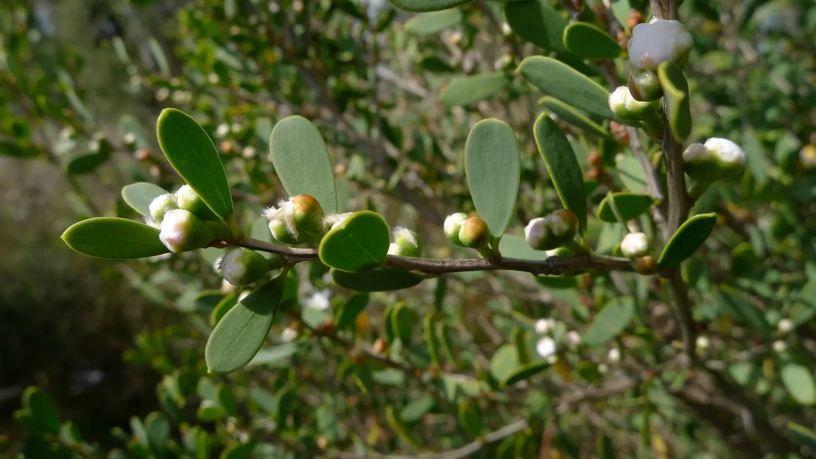 Australian Tea Tree (Leptospermum Laevigatum) — This hardy plant thrives in USDA zones 9-11, enjoys full sun, and tolerates drought, salt, and poor, image 31