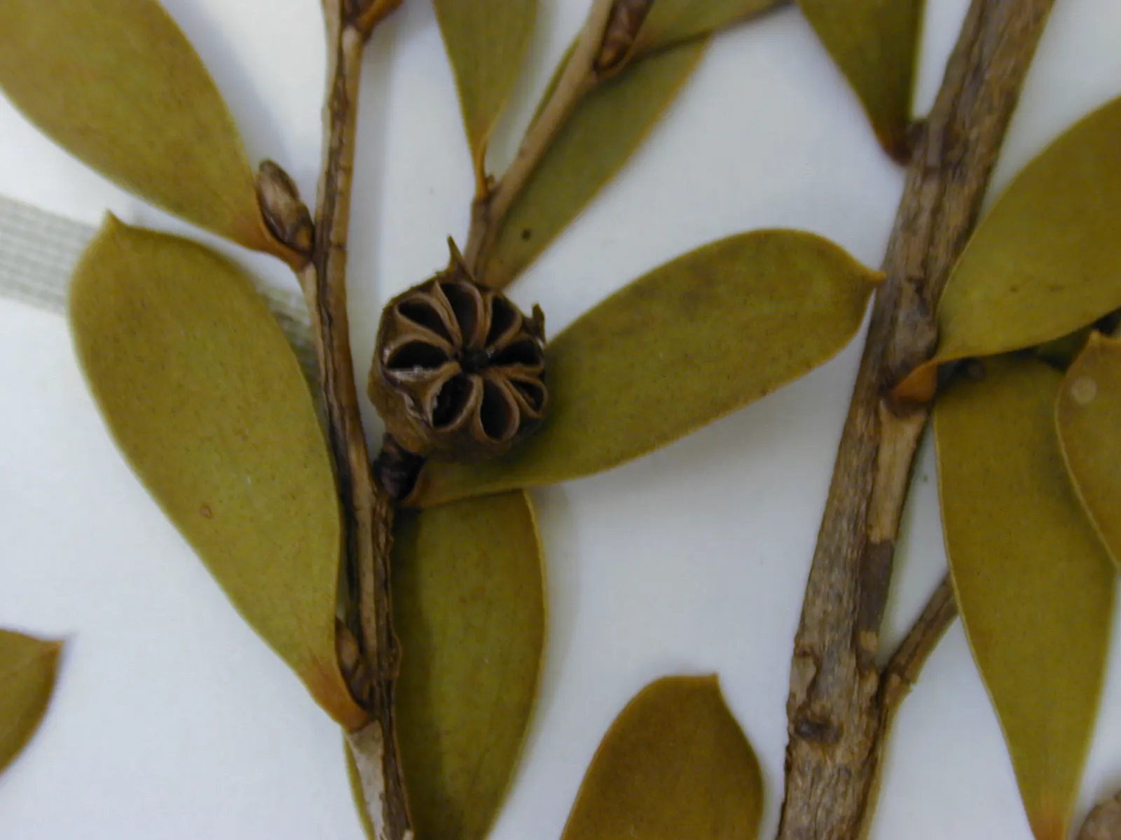 Australian Tea Tree (Leptospermum Laevigatum) — such as salt spray and strong winds; leptospermum laevigatum prefers full sun exposure and well-drained soil