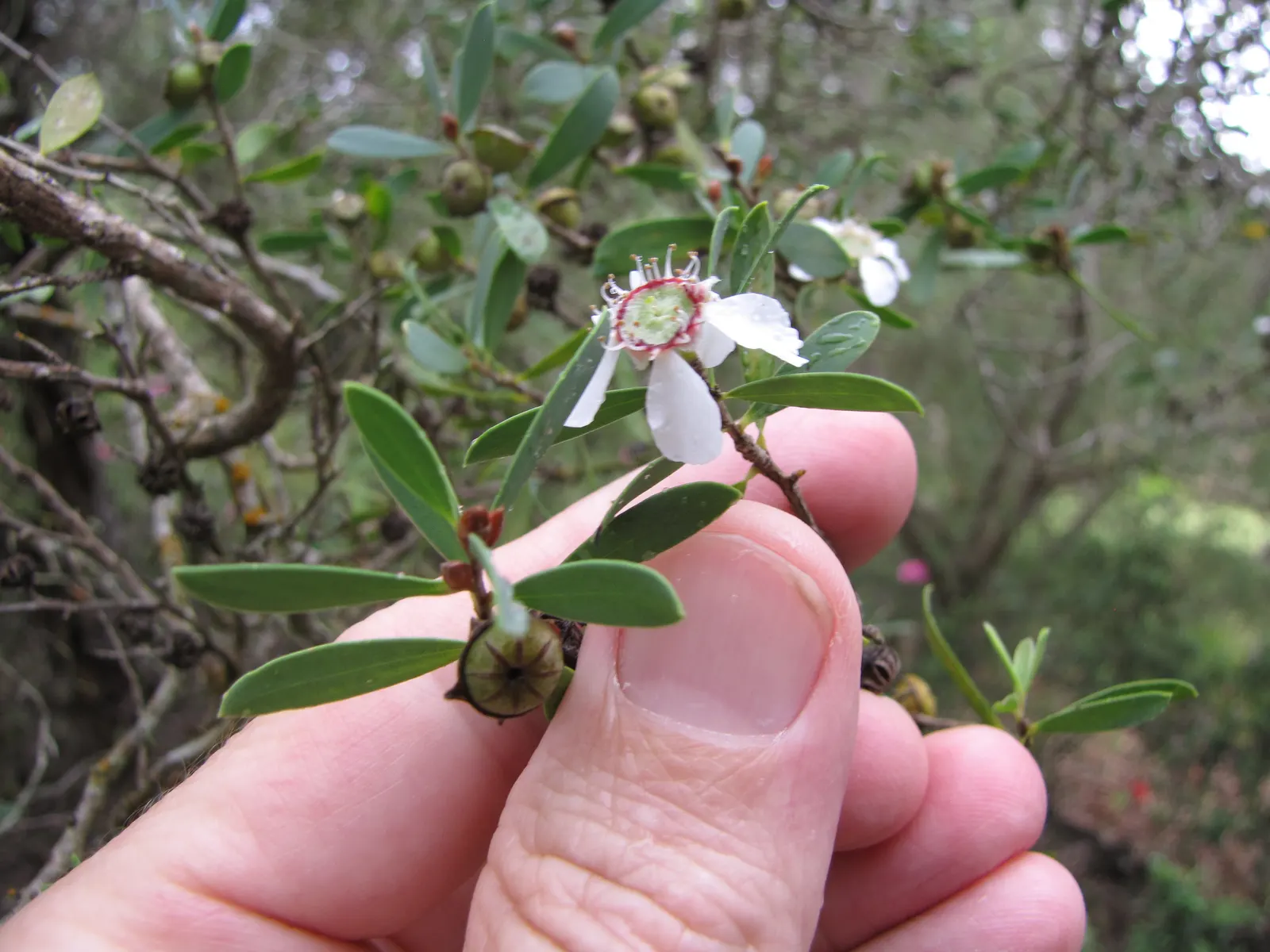 Australian Tea Tree (Leptospermum Laevigatum) — leathery foliage emits a delightful; furthermore, its resistance to pests and diseases contributes to its