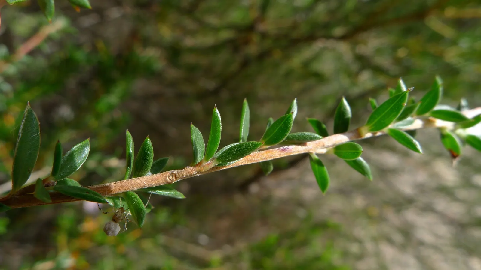 Australian Tea Tree (Leptospermum Laevigatum) — It serves as an excellent hedge or windbreak in coastal conditions; aromatic fragrance when crushed, image 60