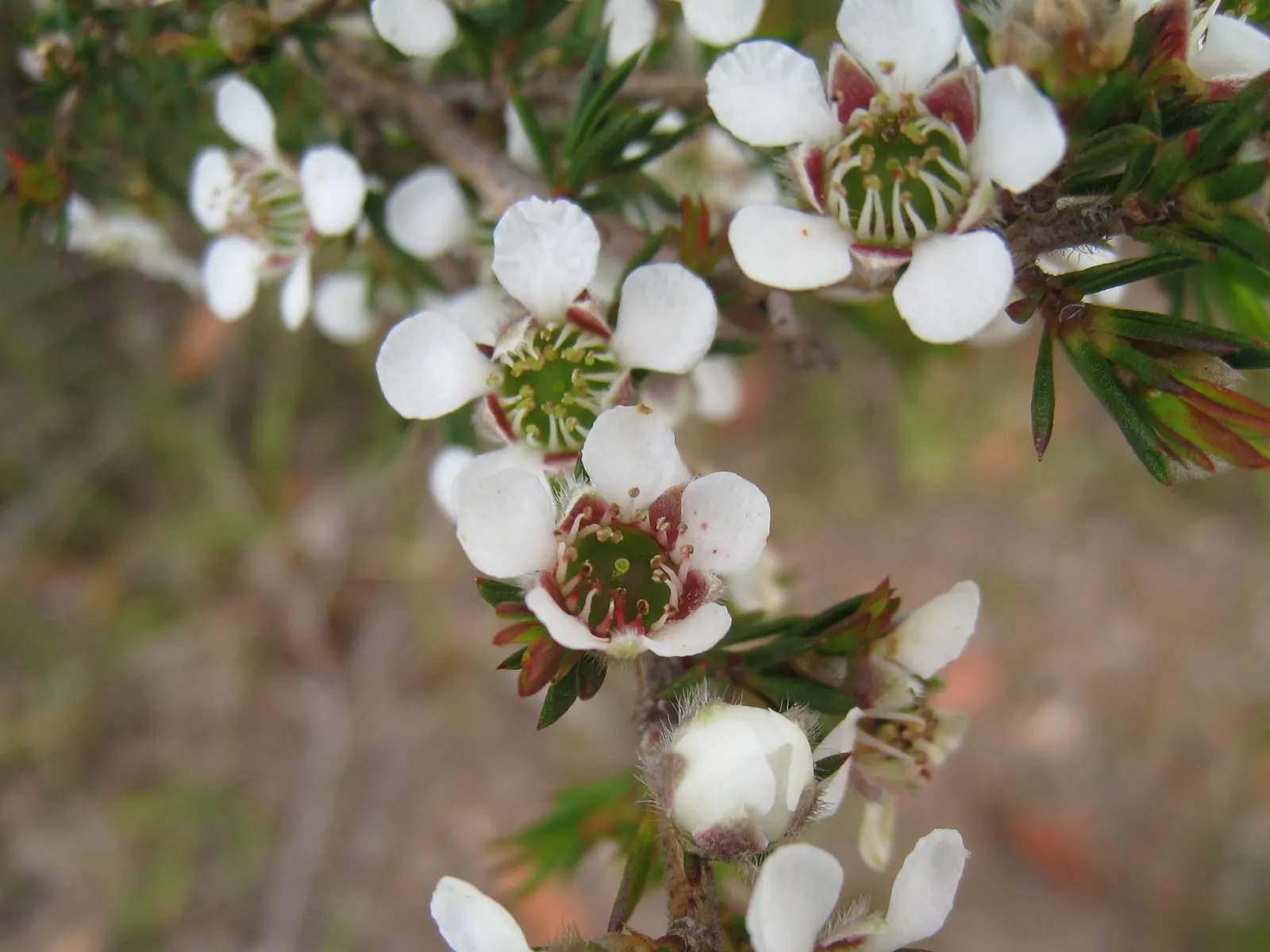 Australian Tea Tree (Leptospermum Laevigatum) — Originating from Australia